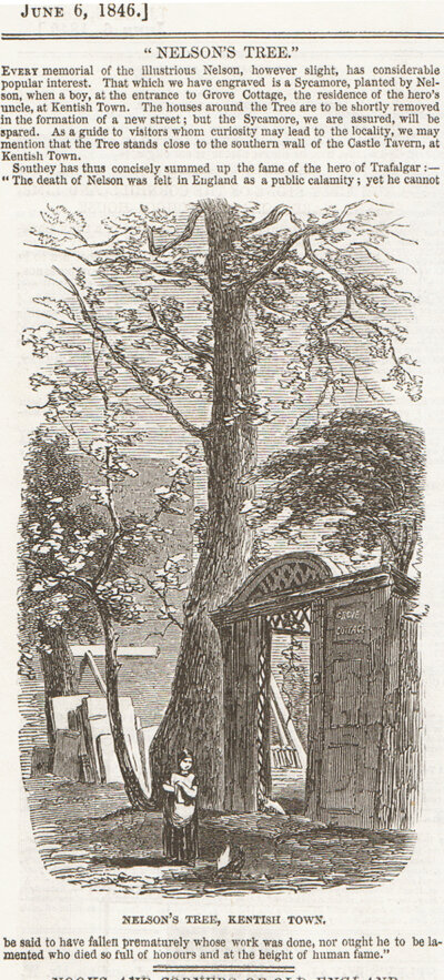 Nelson's Tree Kentish Town