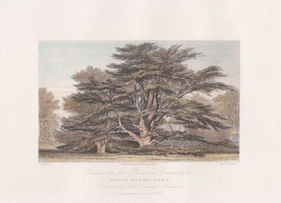Peper Harrow Park.