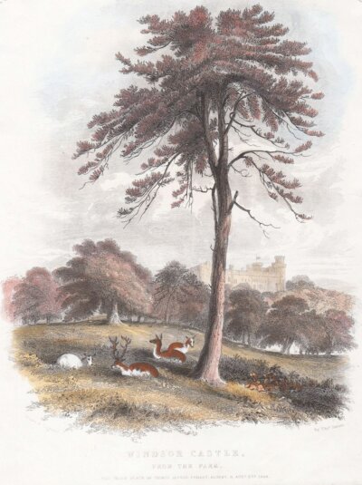 Windsor Castle, from the Park.  (antique print)