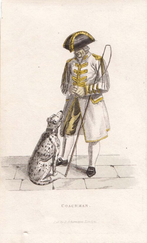 Coachman
