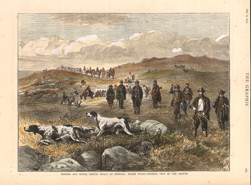 Pointer and Setter Grouse Trials at Rhiwlas North Wales  -  General view of the ground
