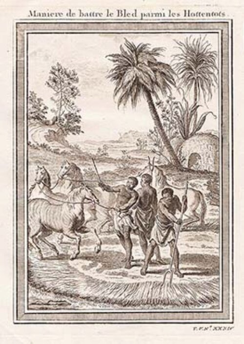 Maniere de battre le Bled parmi les Hottentots