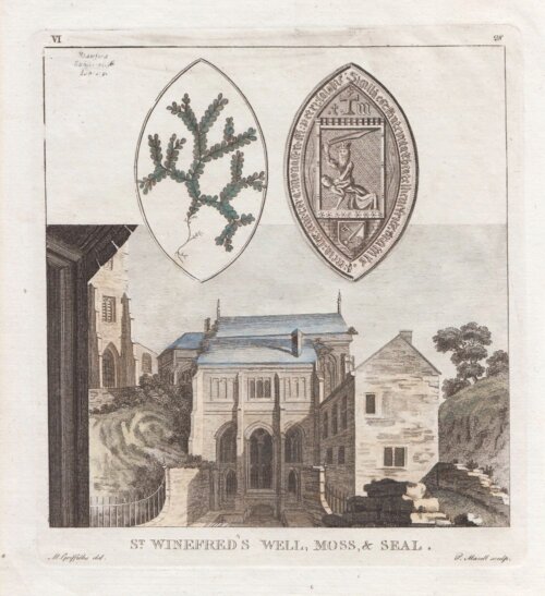 St. Winefred's Well Moss & Seal.  antique print