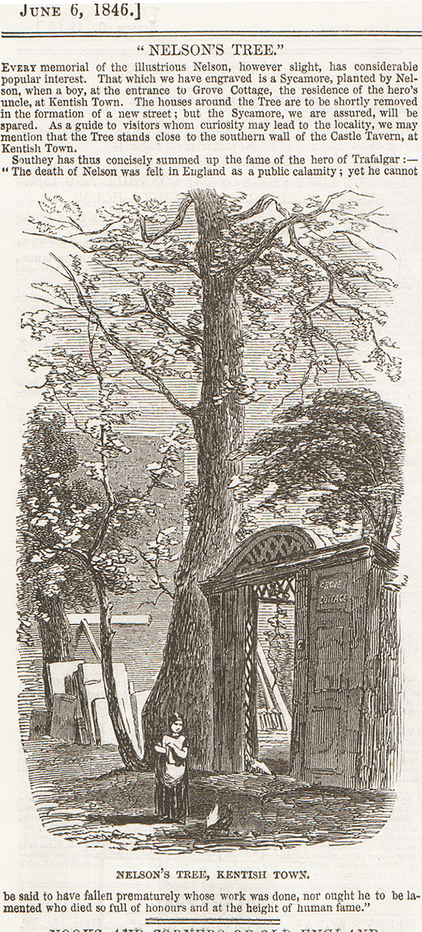 Nelson's Tree Kentish Town